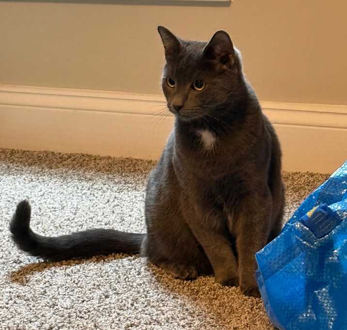 Photo of Earl Grey
