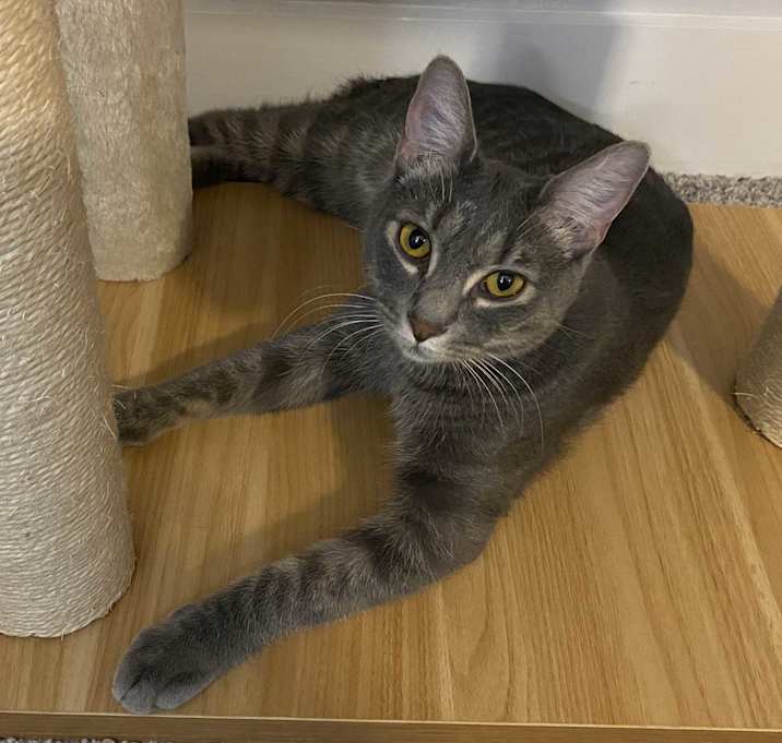 Photo of Lancelot