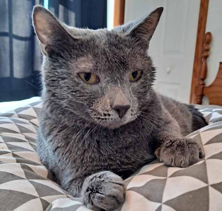 Photo of Smokey