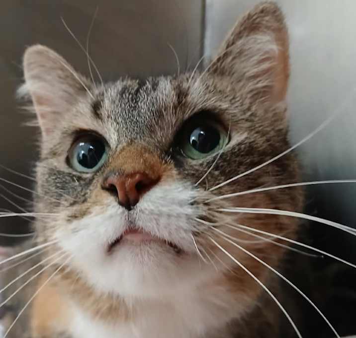 Photo of Purrsephone
