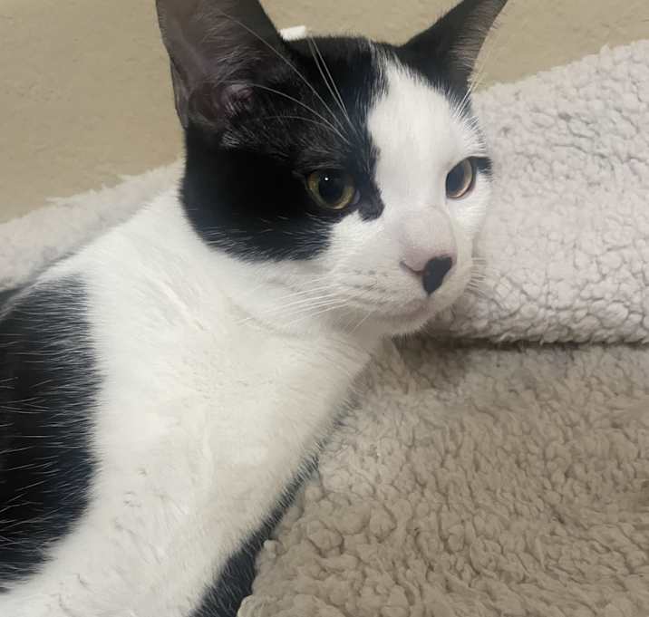 Photo of Tux (Tuxedo)