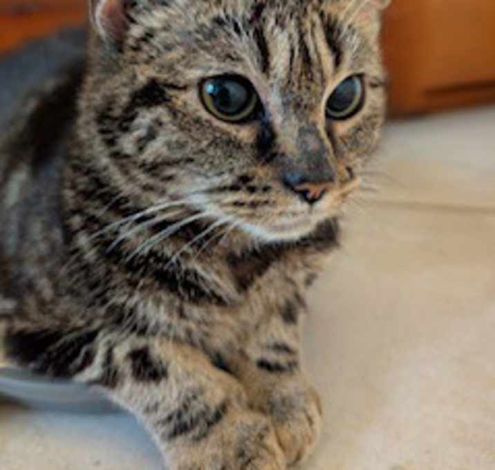 Photo of Amelia