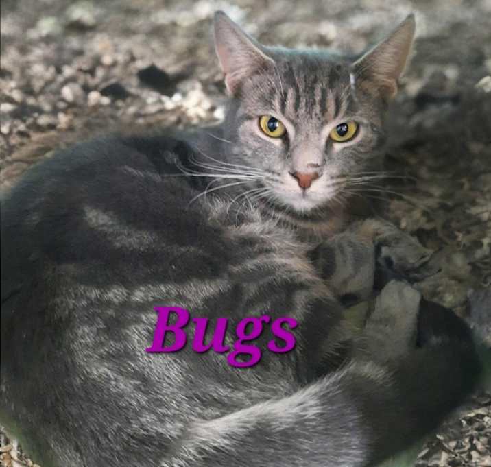 Photo of Bugs