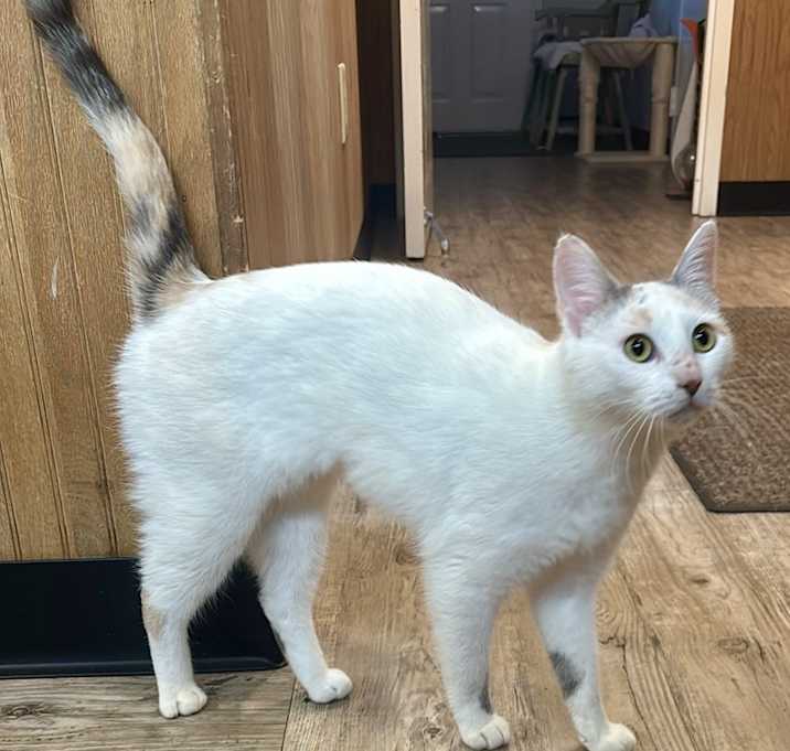 Photo of Athena