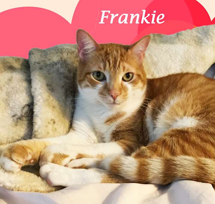 Photo of Friendly FRANKIE
