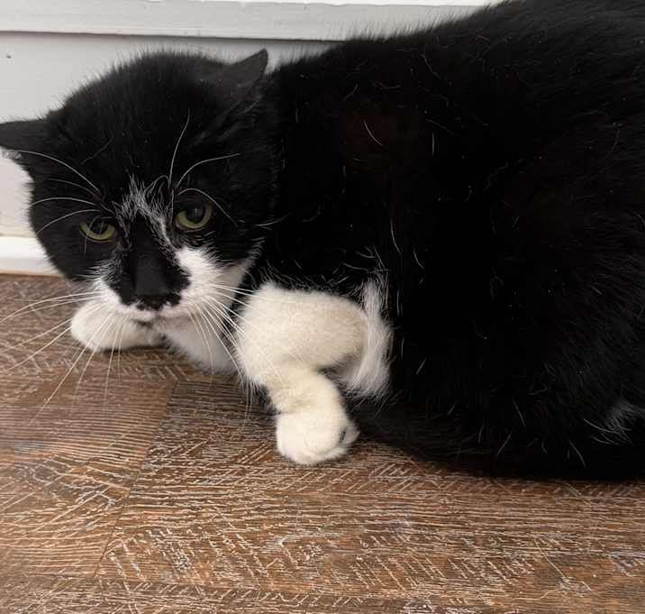 Photo of Chow