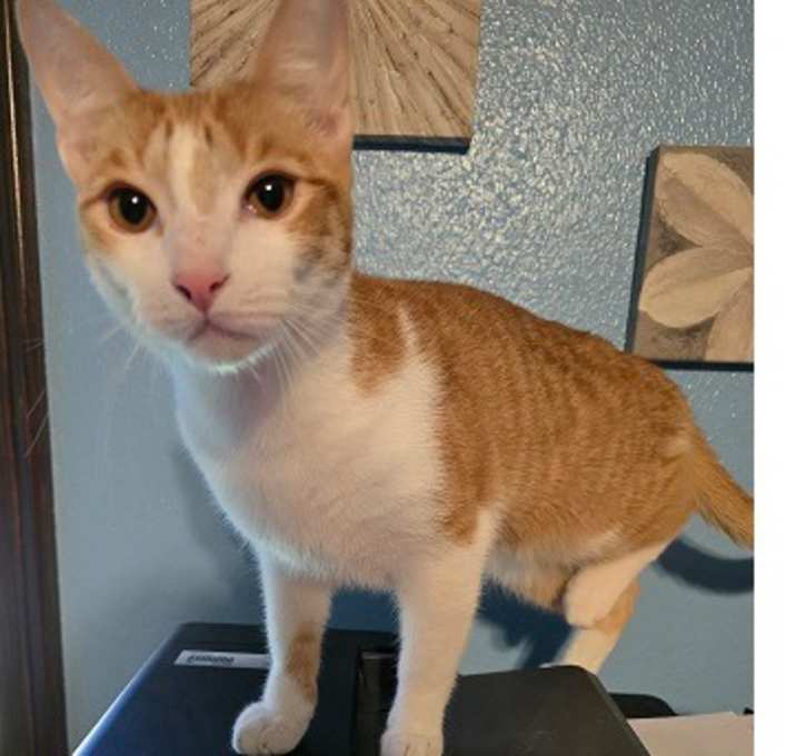 Photo of Snickerdoodle