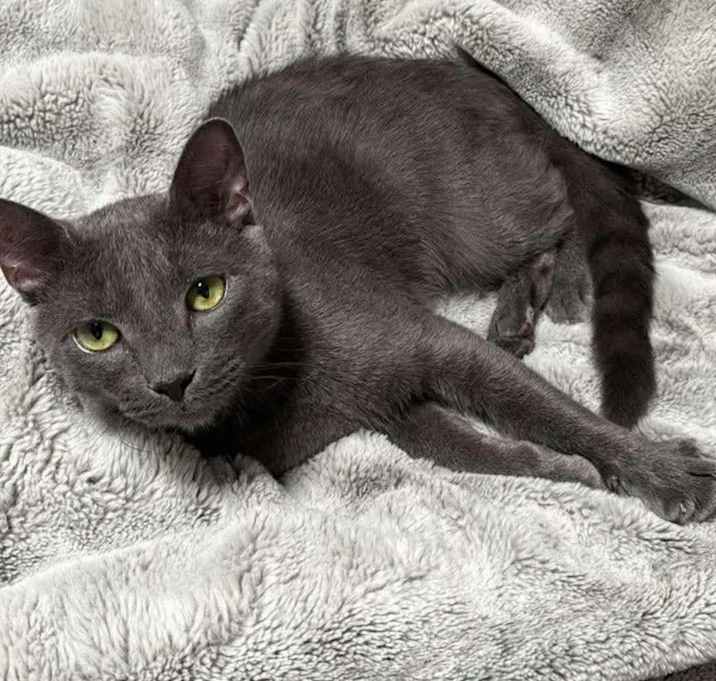 Photo of Shadow