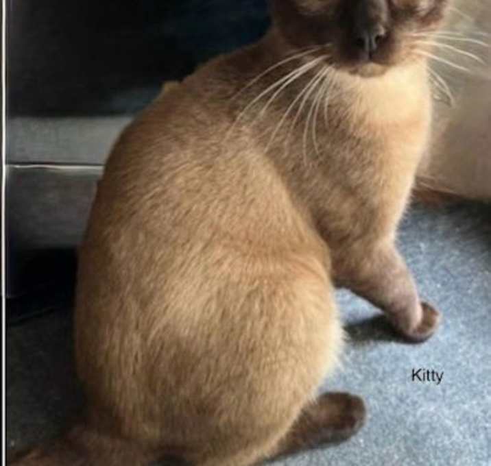 Photo of Kitty - Center