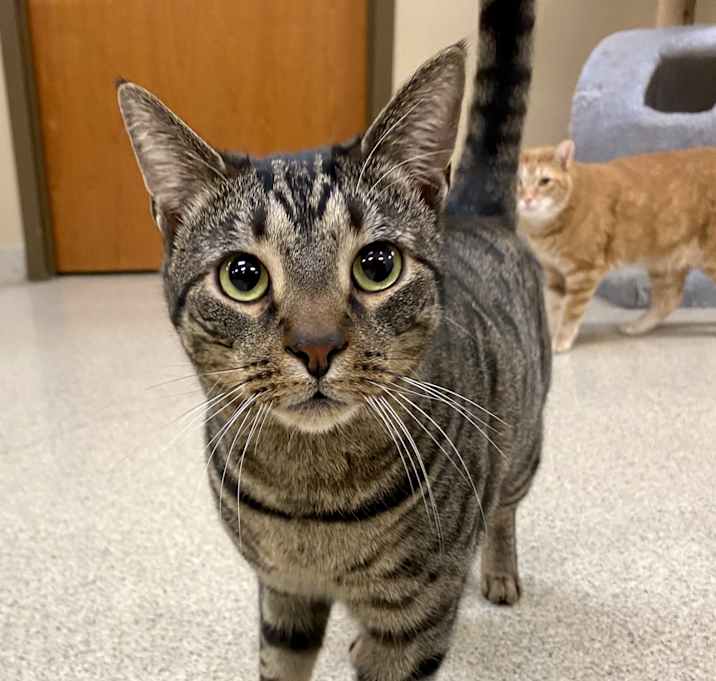 Photo of Parsley