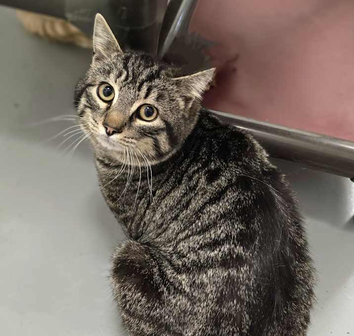 Photo of Pepper