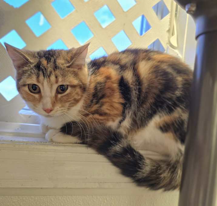 Photo of Willow
