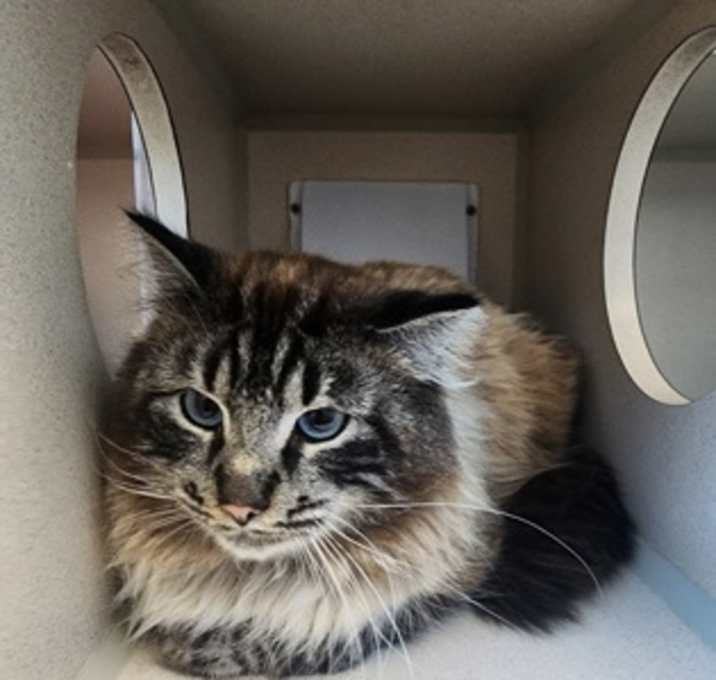 Photo of Vincent (pending application)
