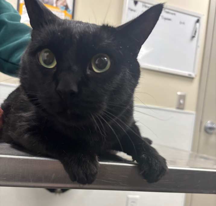 Photo of Blackie