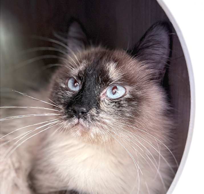 Photo of Cleocatra