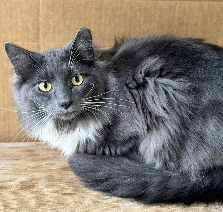 Photo of Swagger - $20 SHY CAT SPECIAL