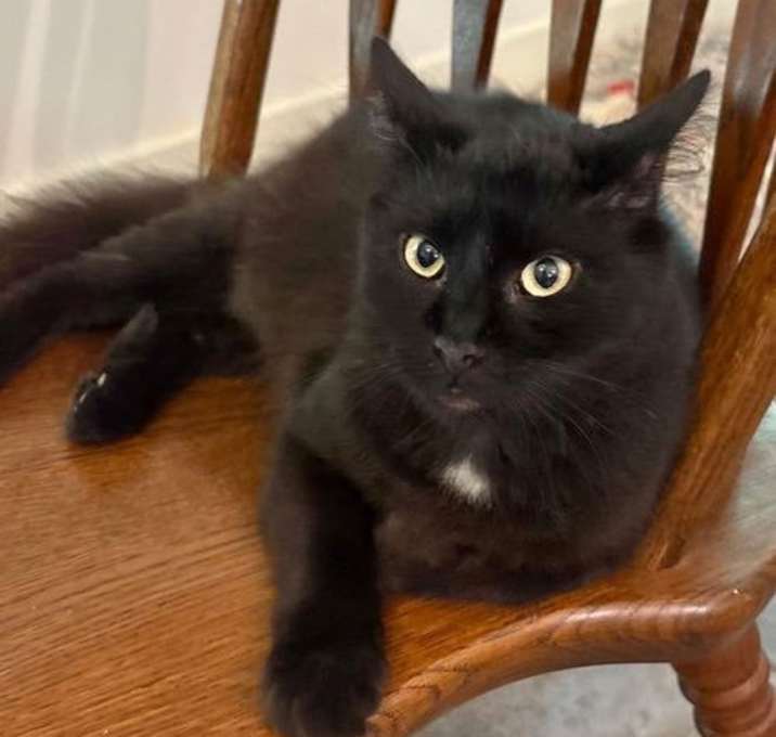 Photo of Ghost aka Scarlett