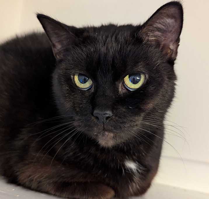 Photo of Onyx