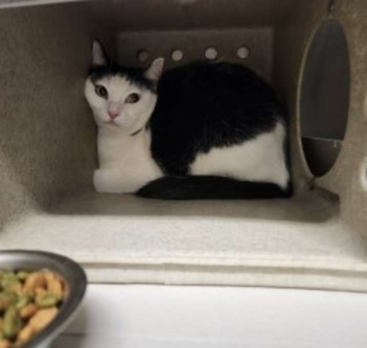 Photo of Nova