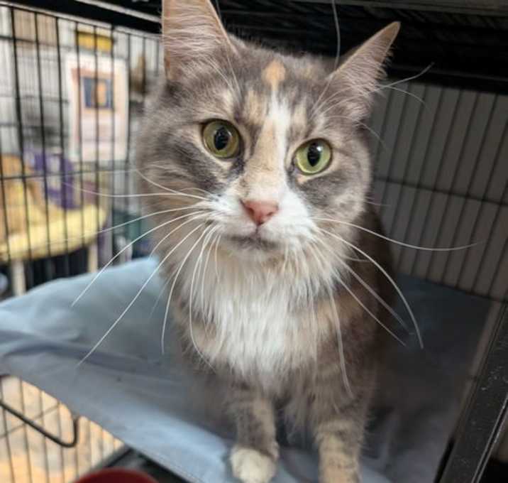 Photo of Muffin