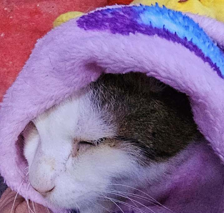 Photo of BB