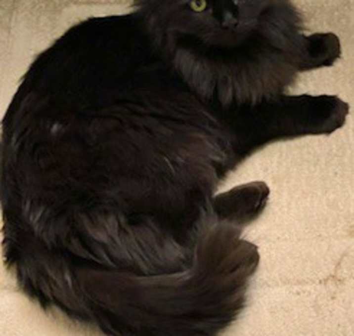 Photo of Beau