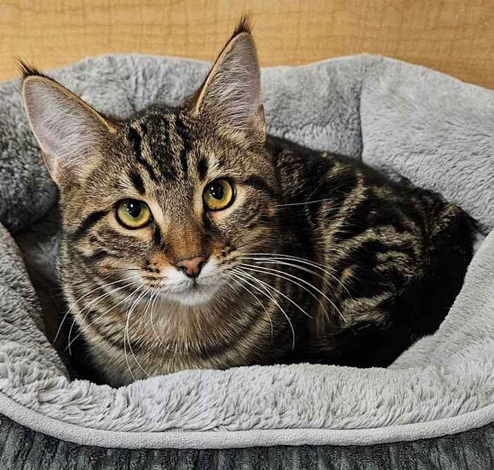 Photo of TABBY