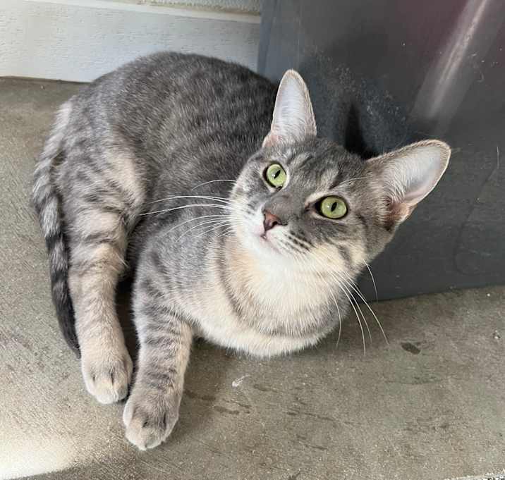 Photo of Juniper