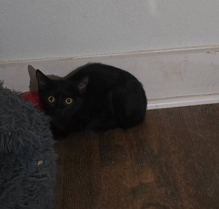 Photo of Cherry
