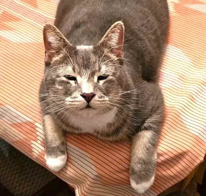 Photo of Thumper