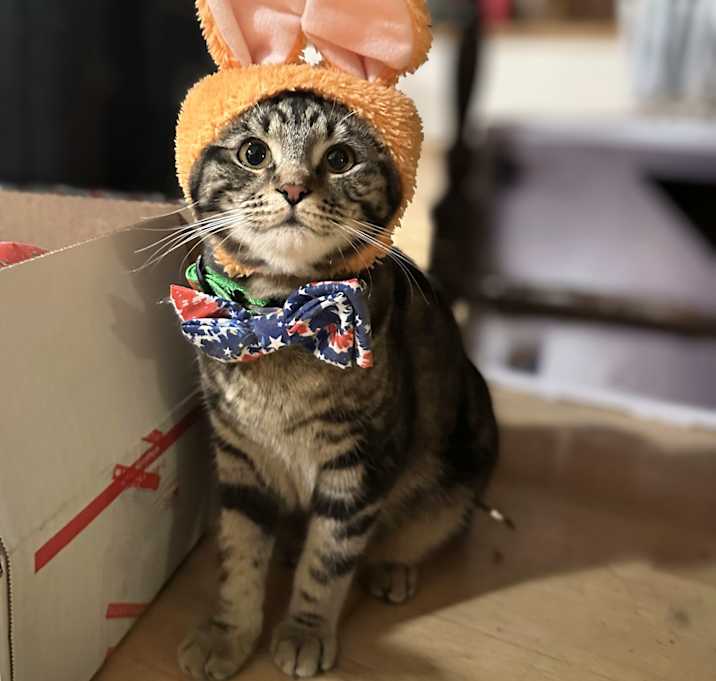 Photo of Pretzel