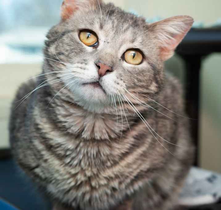Photo of Benson