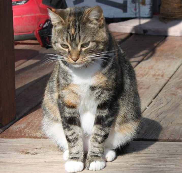 Photo of KitKat