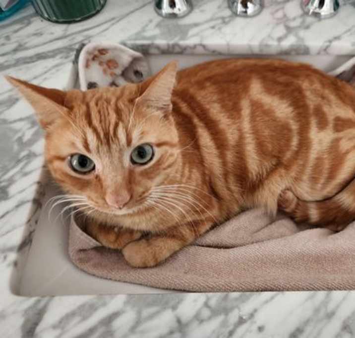 Photo of Bean