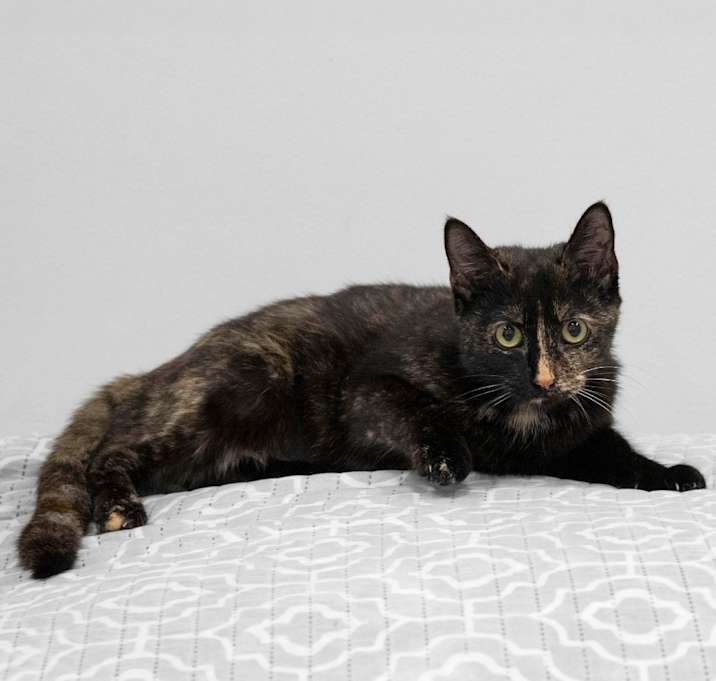Photo of Electra
