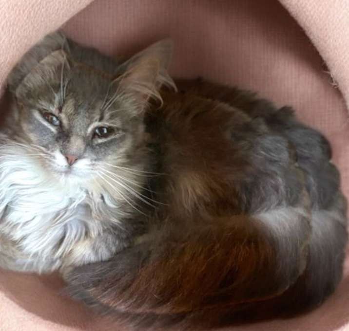 Photo of Nala