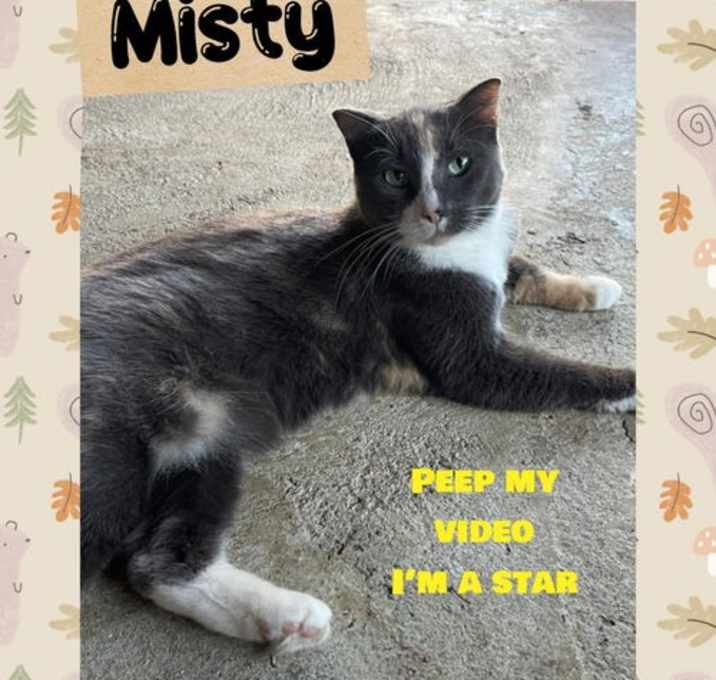 Photo of Misty *Cyd