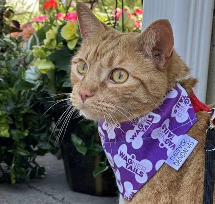 Photo of Ribsy