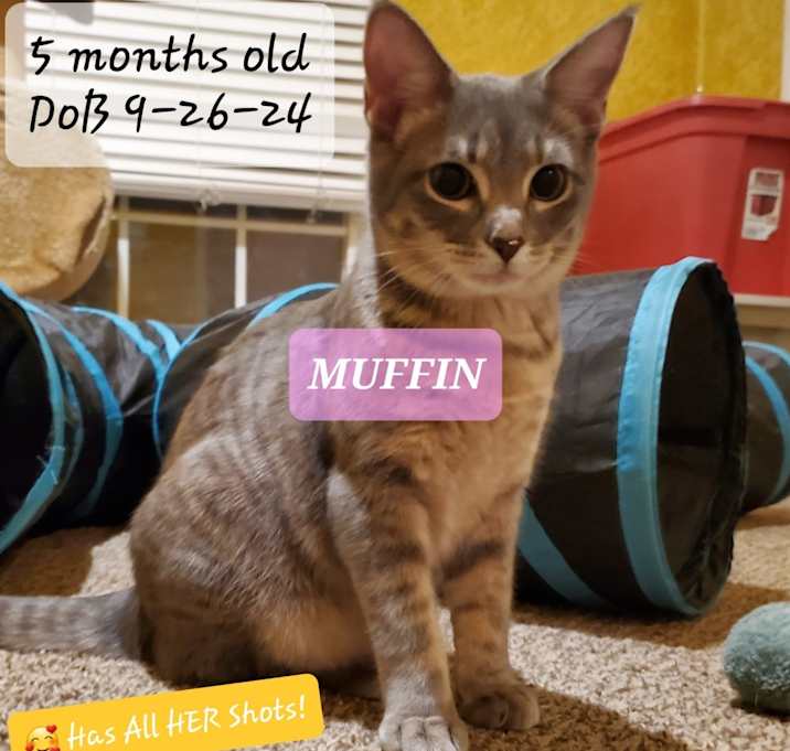 Photo of Muffin