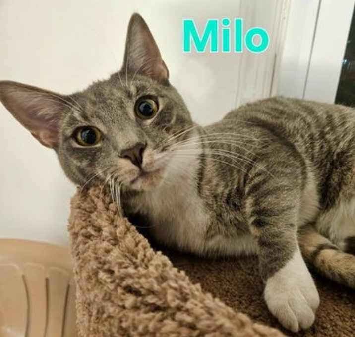 Photo of Milo