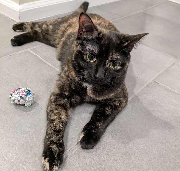 Photo of Maple