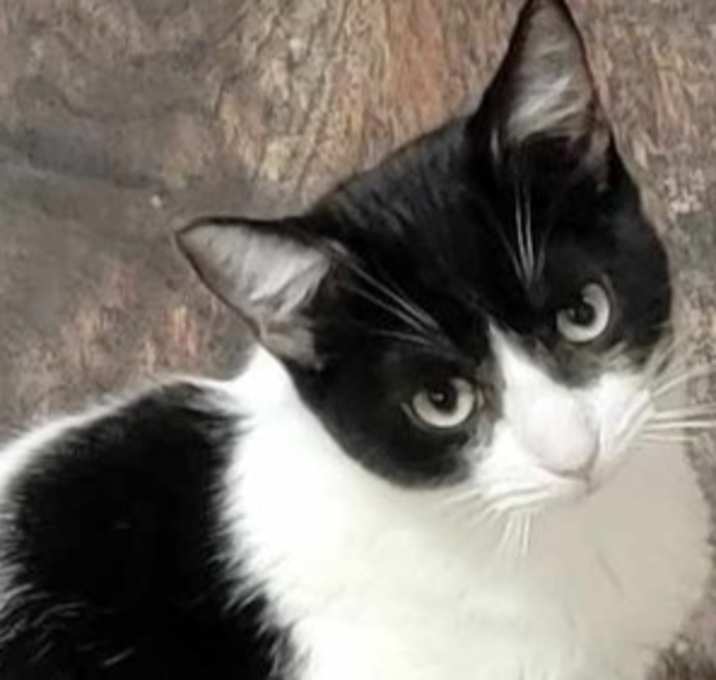 Photo of Marshmallow