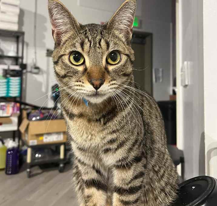 Photo of Cocoa