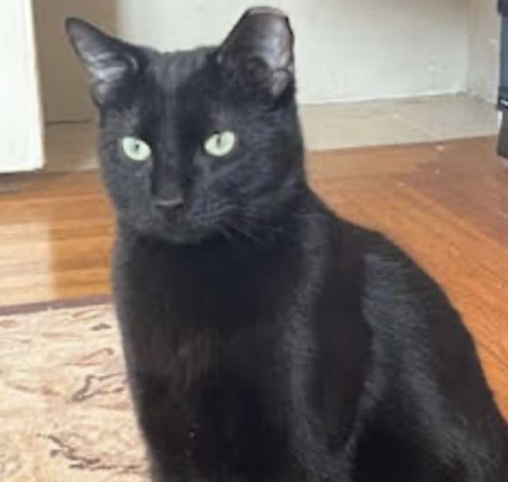 Photo of Sylvester