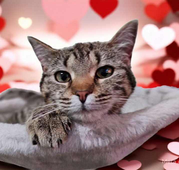 Photo of Vitani