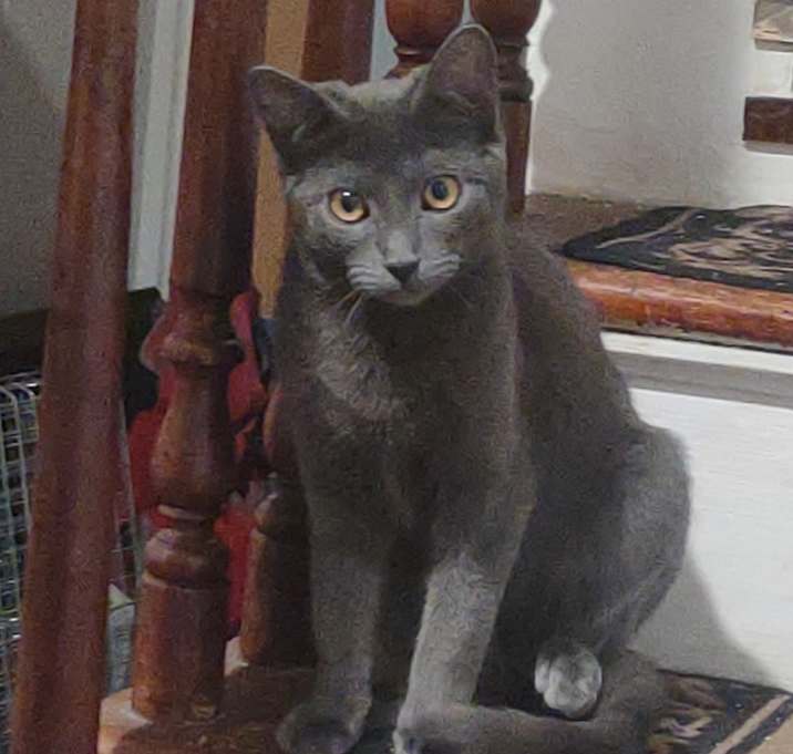 Photo of Cupcake