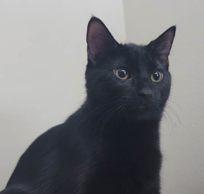 Photo of Howl
