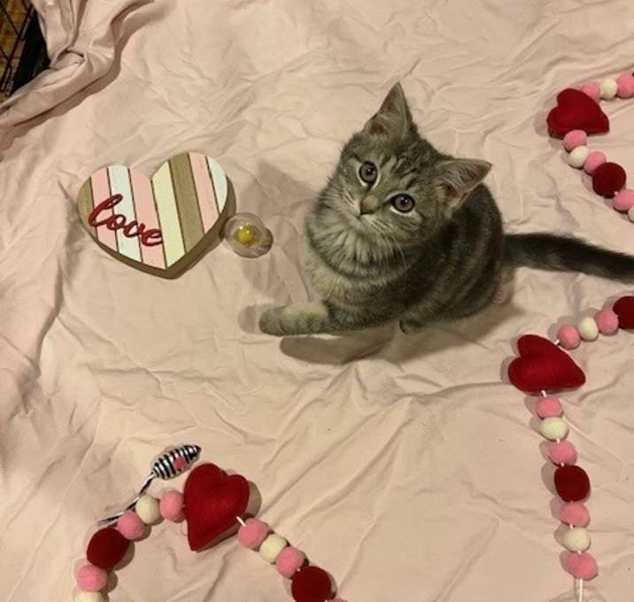 Photo of Josie