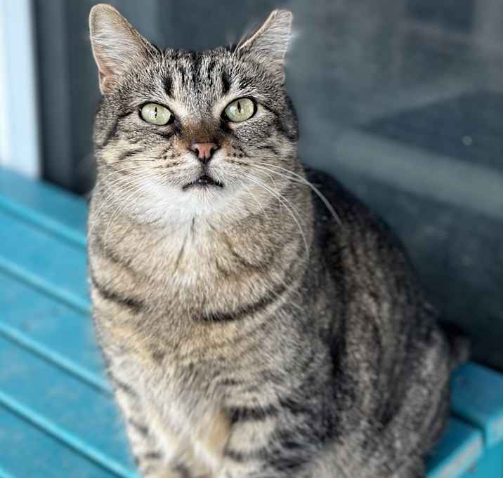 Photo of Cupcake
