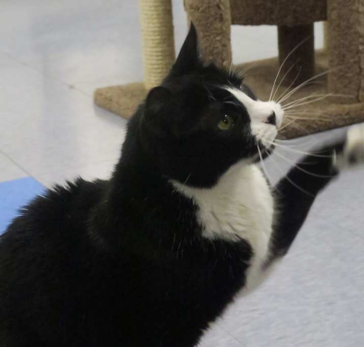 Photo of Oreo